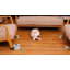 Indoor Interactive Cat Toy