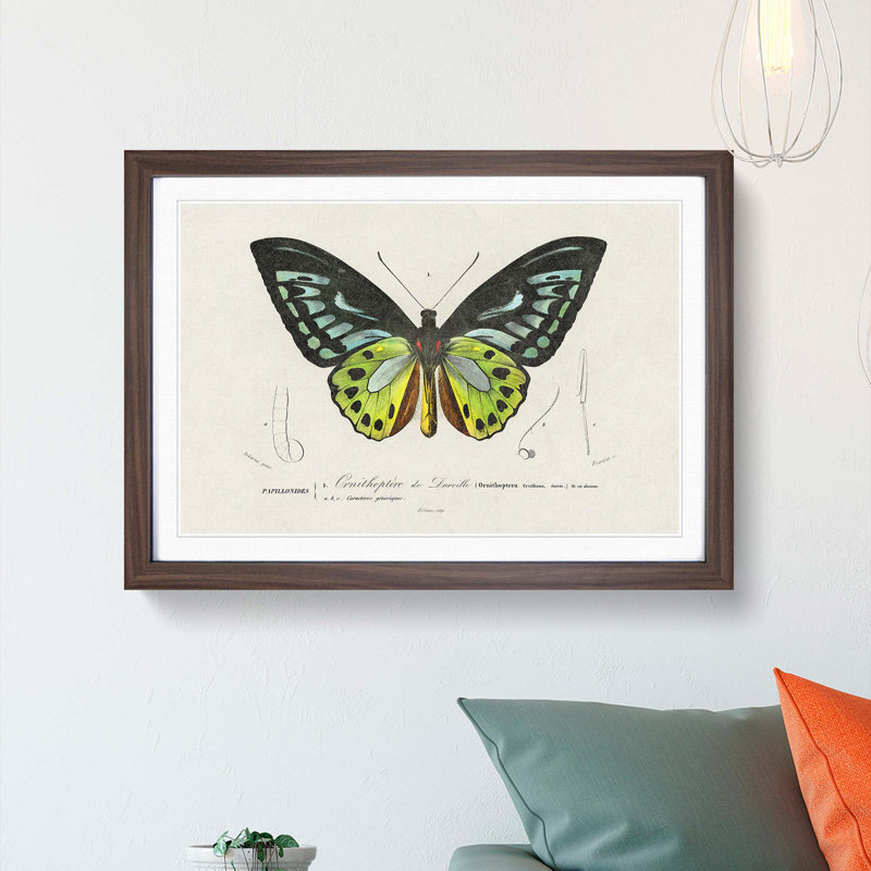 Green Birdwing Butterfly by Charles d' Orbigny - Picture Frame Painting Print, 27cm H x 36cm W x 2cm D, Walnut Framed