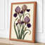 Iris Cluster Botanical - Wrapped Canvas-1093864049-1093864052