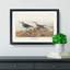 Red-Backed Sandpiper by John James Audubon - Picture Frame Painting Print-55598138-55598141