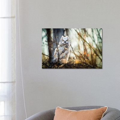 Hibou à la forêt