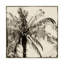 « palm tree sépia iii », reproduction d’impression sur toile tendue-33425420