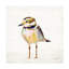 Art sur toile Jeanette Vertentes «Coastal Plover II»-380708932