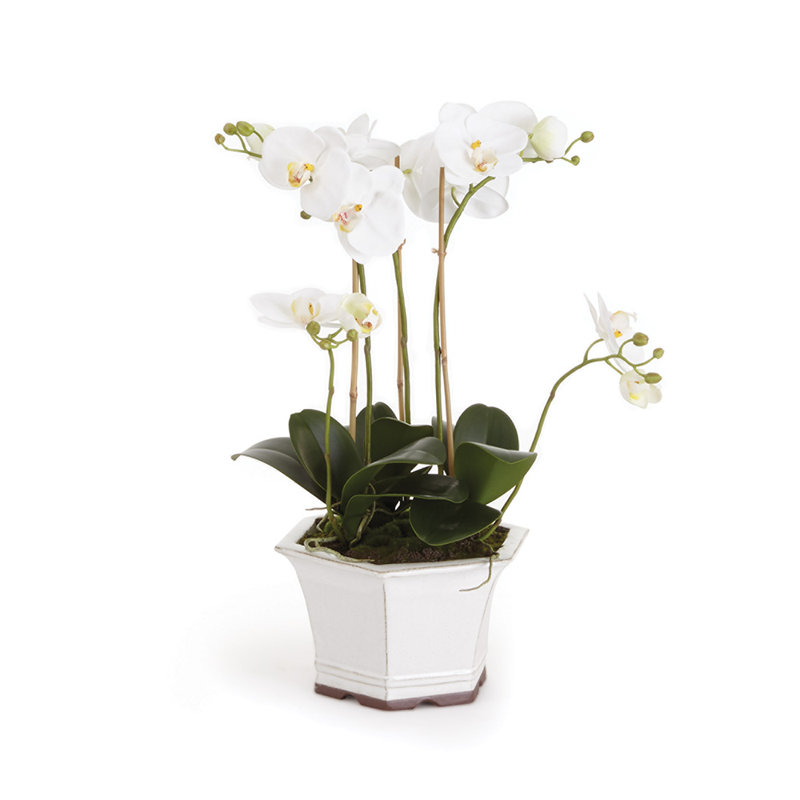 Orchidée Barclay Butera dans un pot en céramique