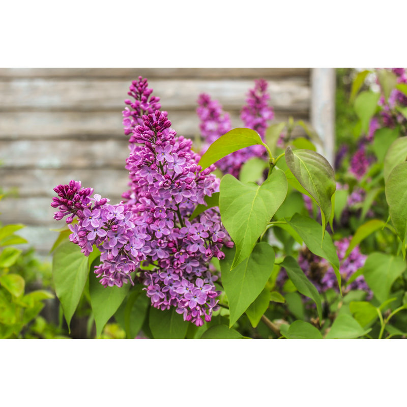 Blossoming Lilac by Vav63 - Wrapped Canvas Print, 20cm H x 30cm W