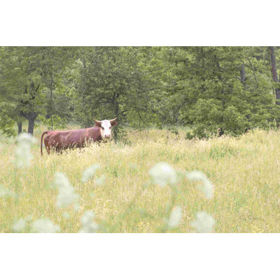 «Summer Farm II» par Sue Schlabach, photographie sur toile tendue