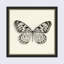 «Butterfly V BW», reproduction d'art graphique sur papier encadré