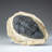 Genuine Single Metacanthina Issoumourensis Trilobite Fossil In Matrix (Large)