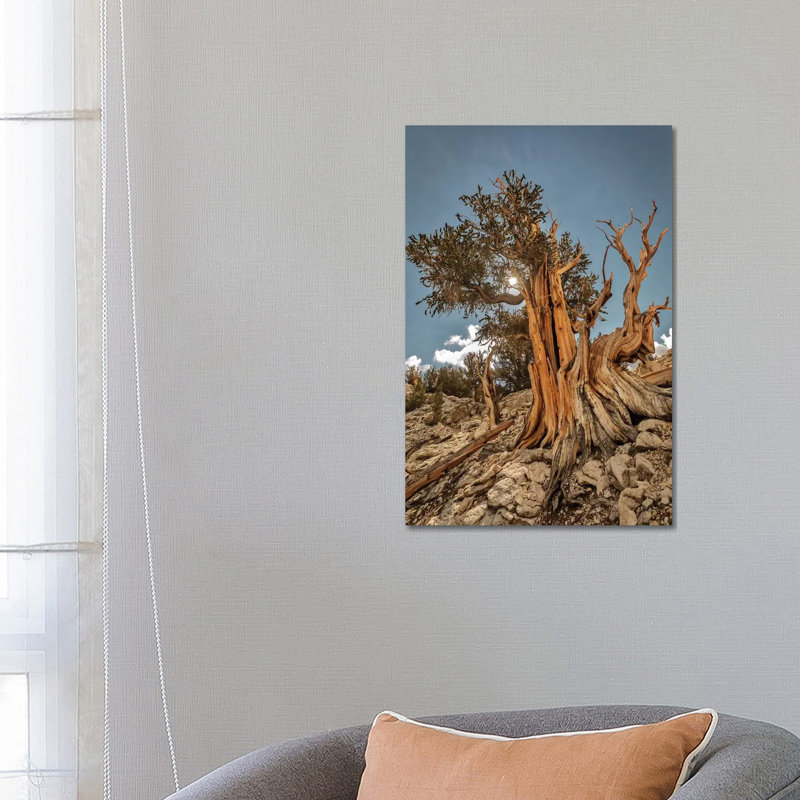 Usa, Eastern Sierra, White Mountains, Bristlecone Pines by John Ford - Wrapped Canvas Print, 66.04cm H x 45.72cm W x 1.91cm D
