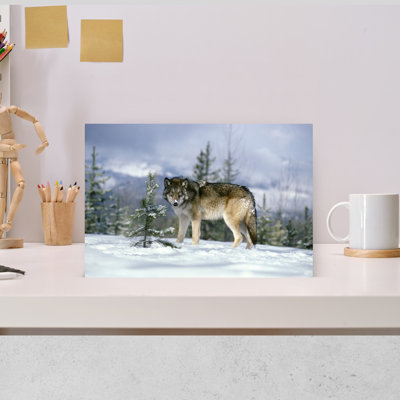 GRAY WOLF Canis Lupus IN WINTER SNOW LOOKING AT CAMERA by T. Ulrich - Print