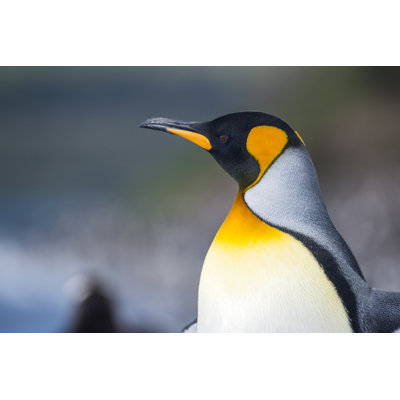 Portrait Of A King Penguin by Guenterguni - No Frame Art Prints on Canvas