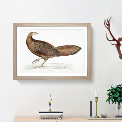 Argus Pheasant Illustration by John Edward Gray - Single Picture Frame Painting