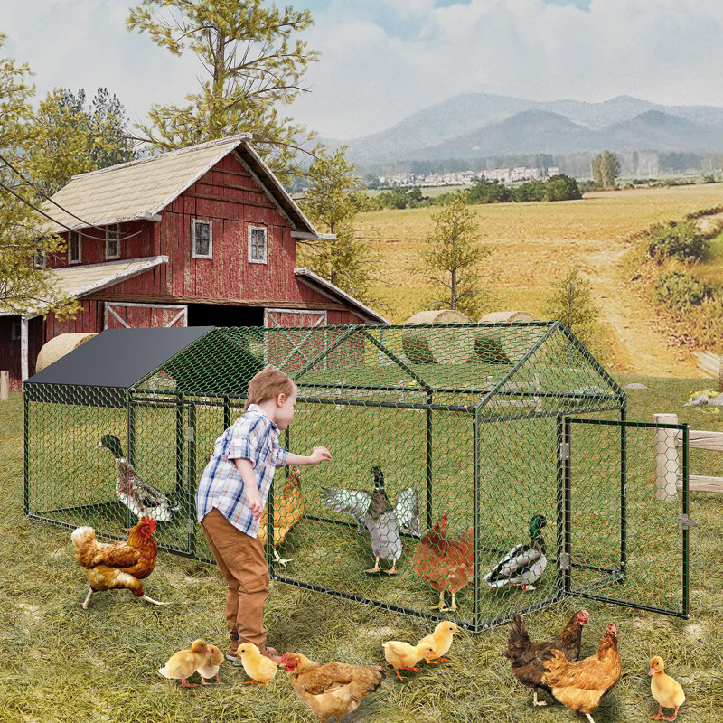 Chicken Coop