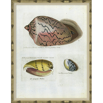 Seashells Framed by Isabelle De Borchgrave
