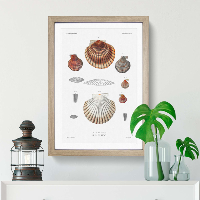 Clam Shells by A.A. Gould - Framed Print, Oak Framed, 48cm H x 36cm W x 2cm D