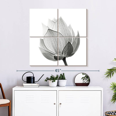 Lotus en herbe