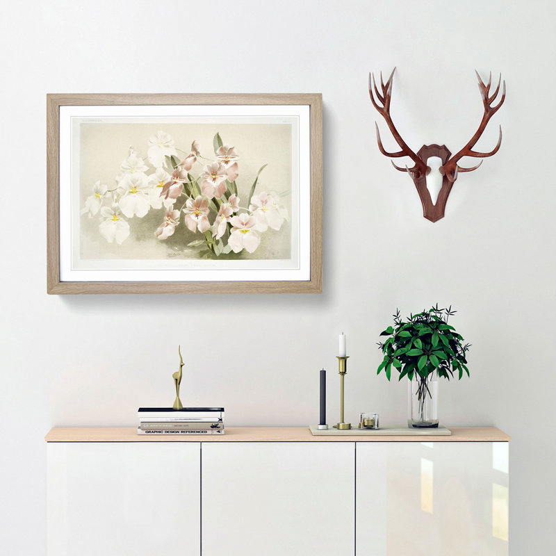 Magnolia Flowers Illustration Tab. 29 by Frederick Sander - Framed Print, 36cm H x 48cm W x 2cm D, Oak Framed