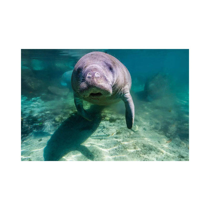 Manatee In Crystal River, Florida by Jennifer Idol - Wrapped Canvas Print, 20.32 cm H x 30.48 cm W