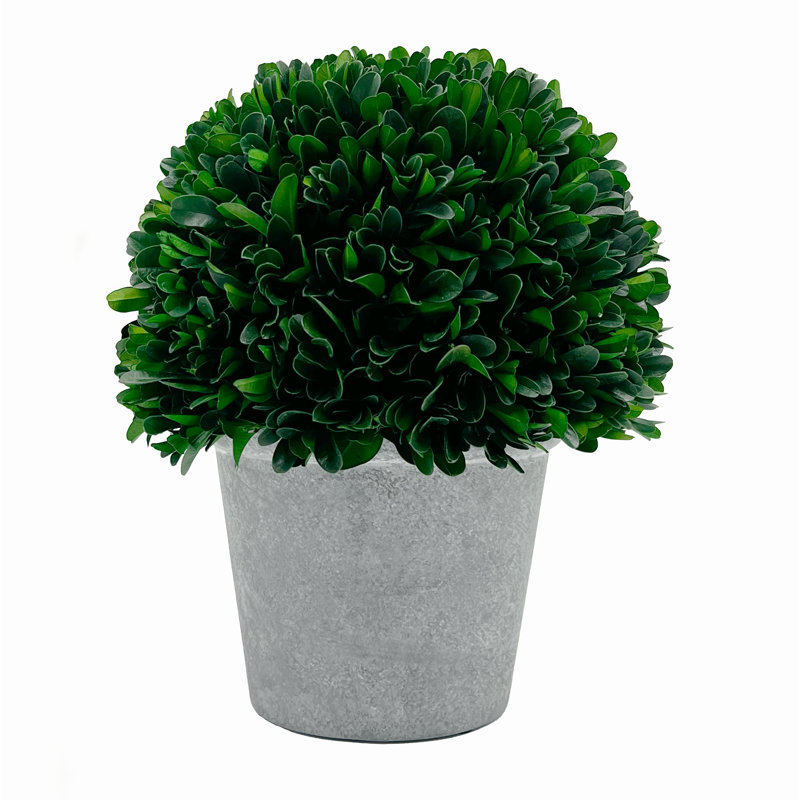 Plante topiaire en pot 10 po