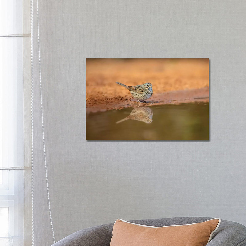 Lincoln's Sparrow (Melospiza Lincolnii) Drinking by Larry Ditto - Wrapped Canvas Gallery-Wrapped Canvas Giclée