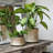 Luxe Indoor Planting Bowl with Metallic Finish