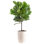 Fiddle Leaf Fig Plant in Planter