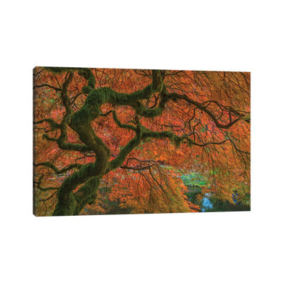 USA, Washington State, Bainbridge Island. Japanese maple tree in fall. 1 Piece Wrapped Canvas Wall Art