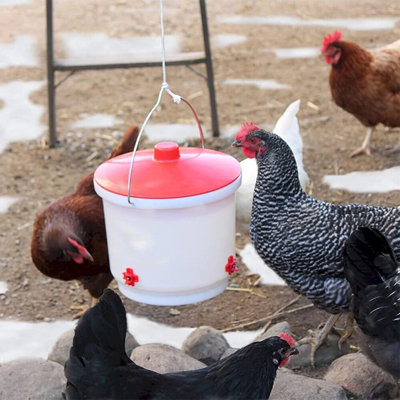 24 pièces de  de poule automatiques