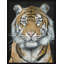 Tiger King Painting by Jacob Lincoln-72561154-72561152