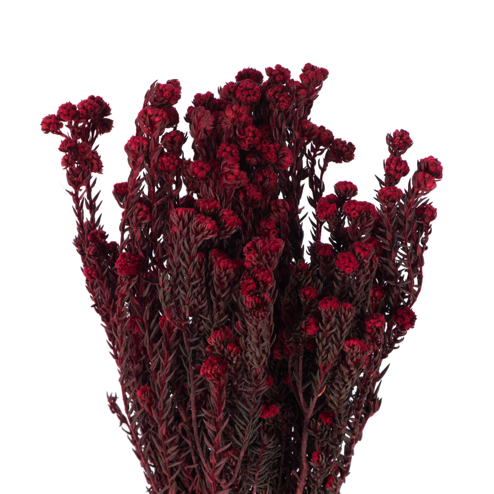 Vickerman 16" Cotton Phylica Plant, Red