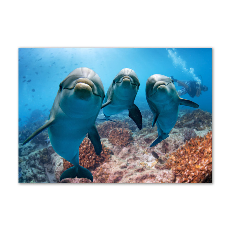 Dolphins - No Frame Print on Canvas
