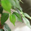 Annaliisa Faux Tree-23538157