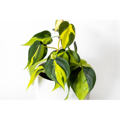 Thai Sunrise Philodendron - Live Plant in a 4 Inch Pot - Philodendron Erubescens - Extremely Rare and Beautiful Indoor Houseplant - A Rare Tropical Masterpiece