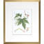 Antique White Maple Print by Linden