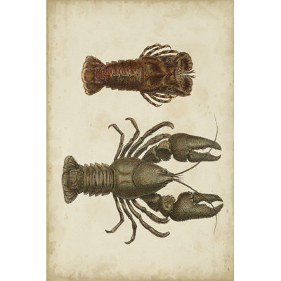Crustaceans V 1 Piece Wrapped Canvas Painting