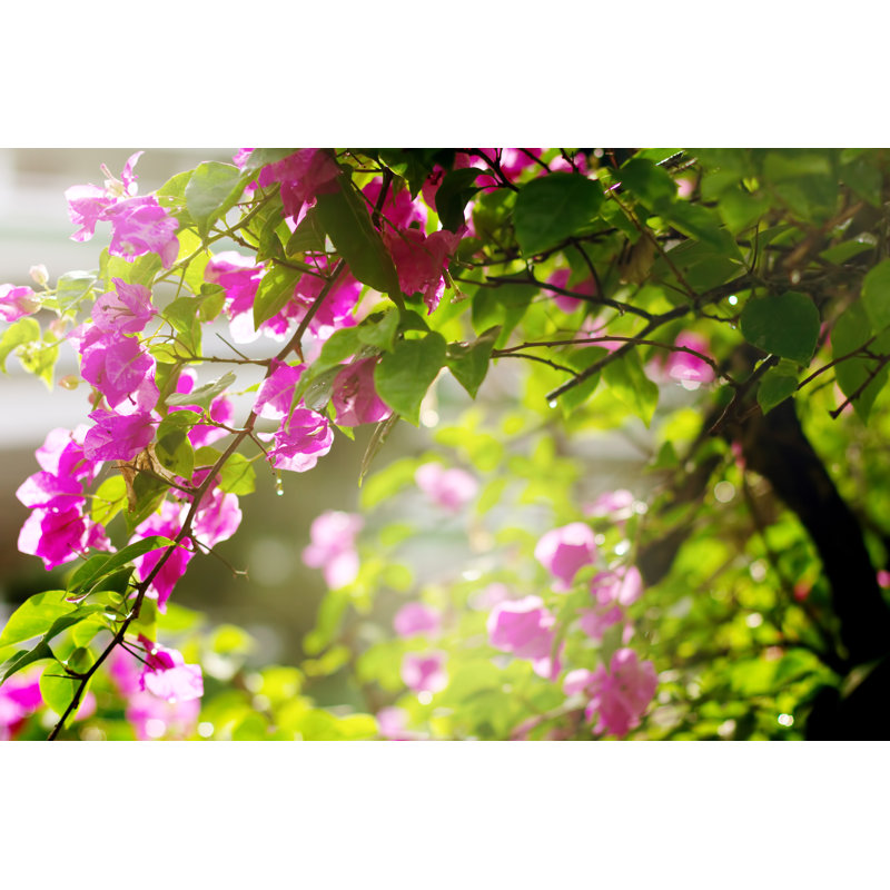 Bougainvillea Flowers In A Garden by DariaZu - Wrapped Canvas Print, 81cm H x 122cm W
