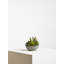 29cm Faux Succulent Plant in Stone Planter