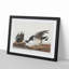 Brant Geese by John Audubon - Picture Frame Painting Print-55513312-55513310