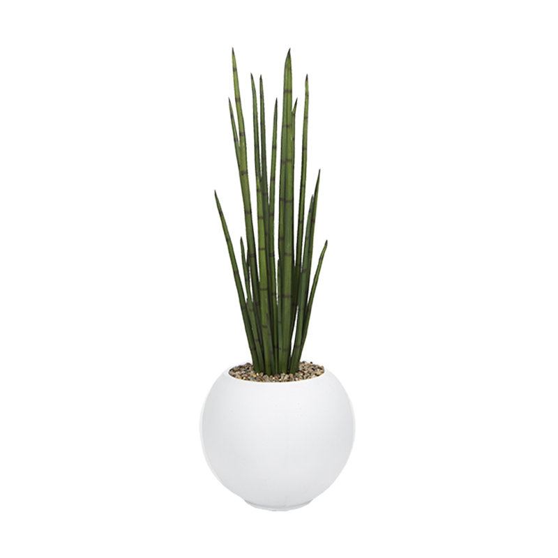 Snake Plant in White Porter, L 16 po x H 60 po