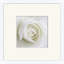 White Rose Print by Lillian August