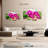 Harnek Pink Moth Orchid Blooms-108902361