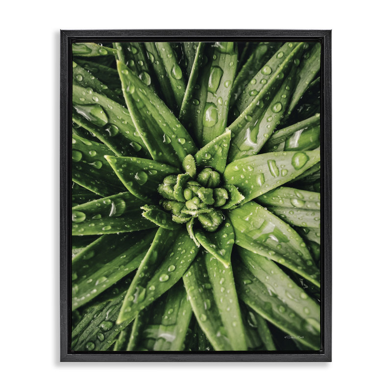 «Succulent in Rain», art mural encadré par Susan Ball, Cadre flottant noir de jais, H 21 po x l 17 po