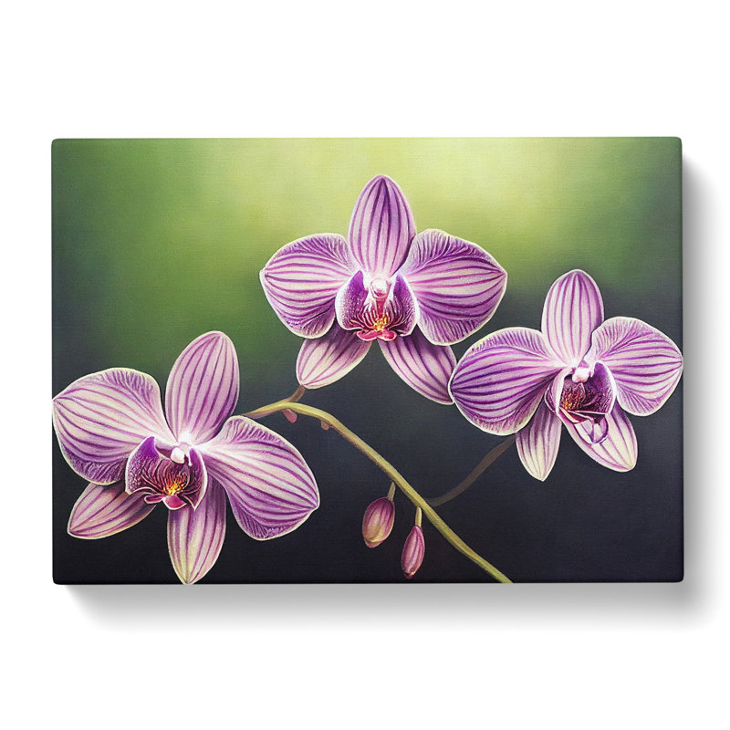 Supreme Orchid Flowers - Wrapped Canvas, 50cm H x 76cm W x 3cm D