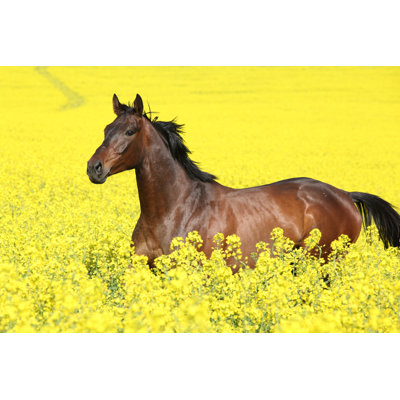 Malapolski Horse in the Colza Field - Wrapped Canvas Photograph