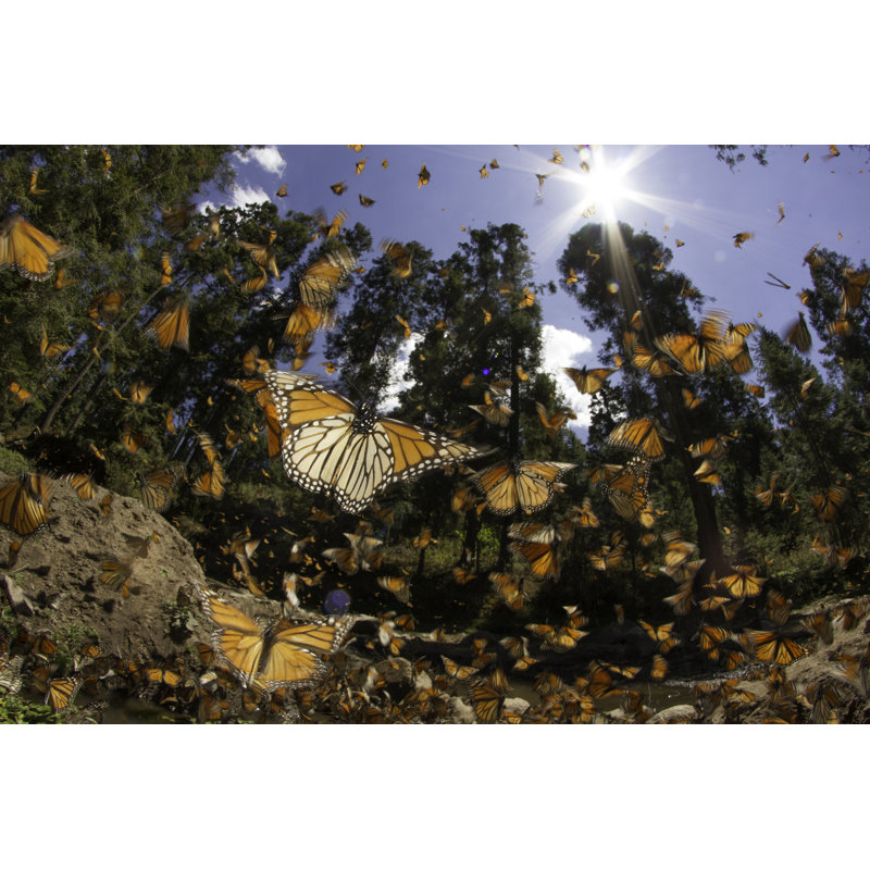 Monarch Butterfly - Wrapped Canvas Print, 30cm H x 46cm W x 3.8cm D
