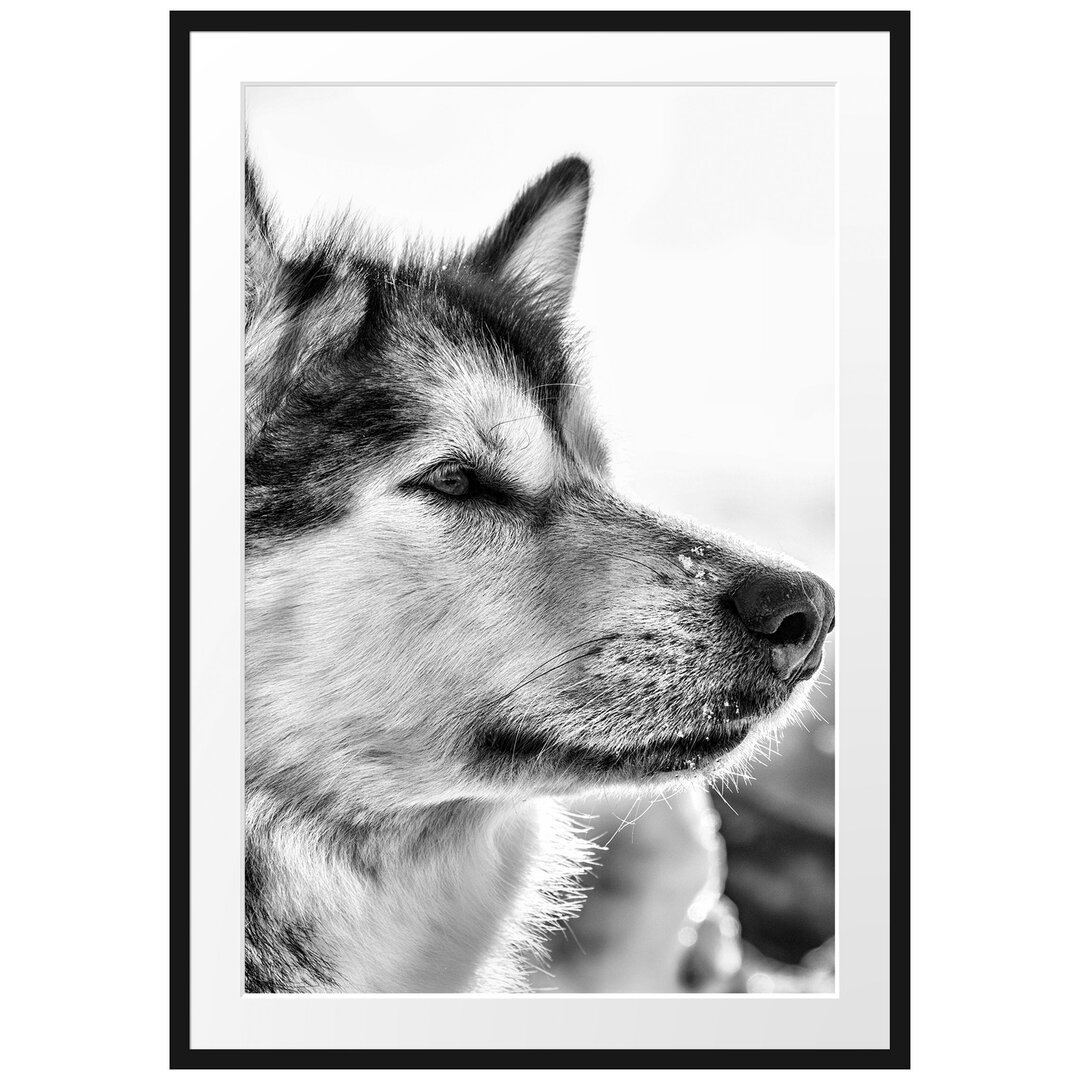 Gerahmtes Poster Husky im Schnee