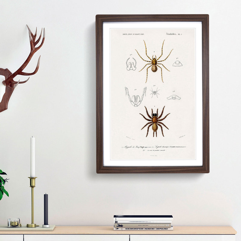 Spider Illustrations PL. 7 by Charles d' Orbigny - Picture Frame Painting Print, Walnut Framed, 65cm H x 48cm W x 2cm D