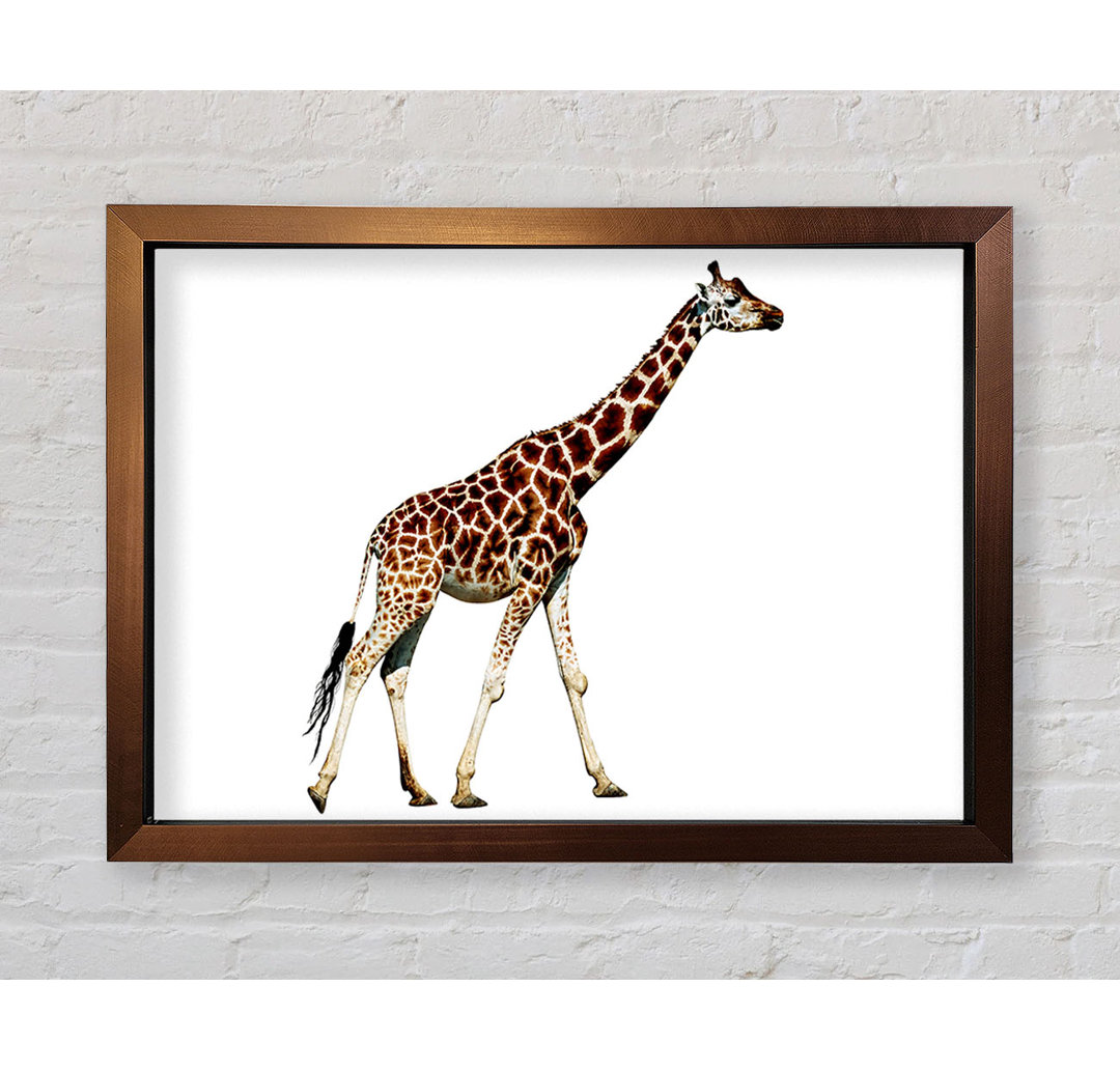 Giraffe Walk Gerahmter Druck