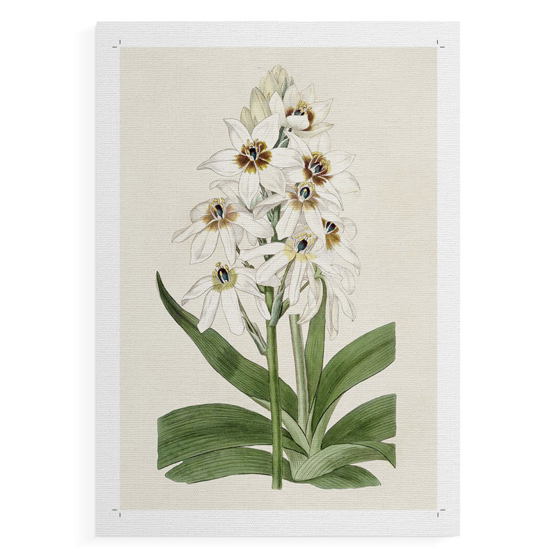 Flore Albo I - Impression sur toile seulement - NON-CADRE, H 27 po x l 18 po