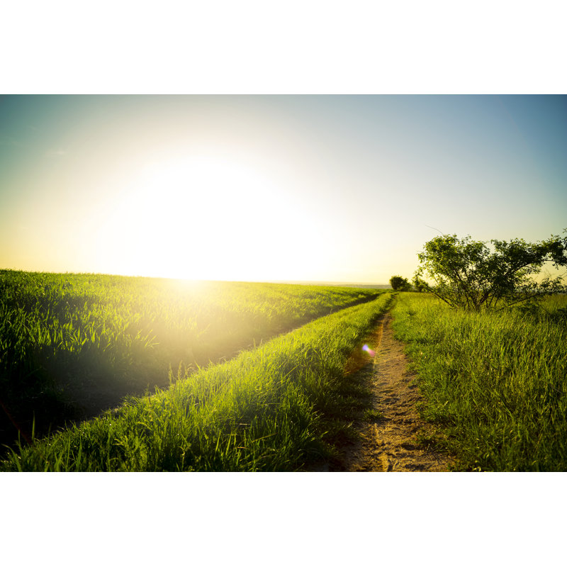 Morning Field by Bgfoto, 8" H x 12" W